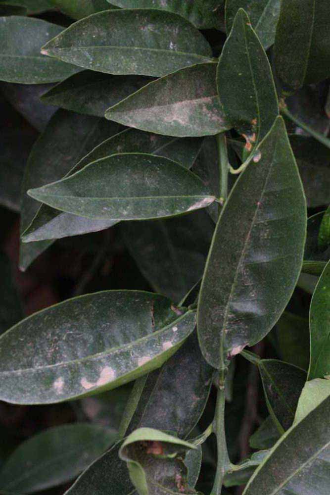              Shade leaves (Riverside, CA)       